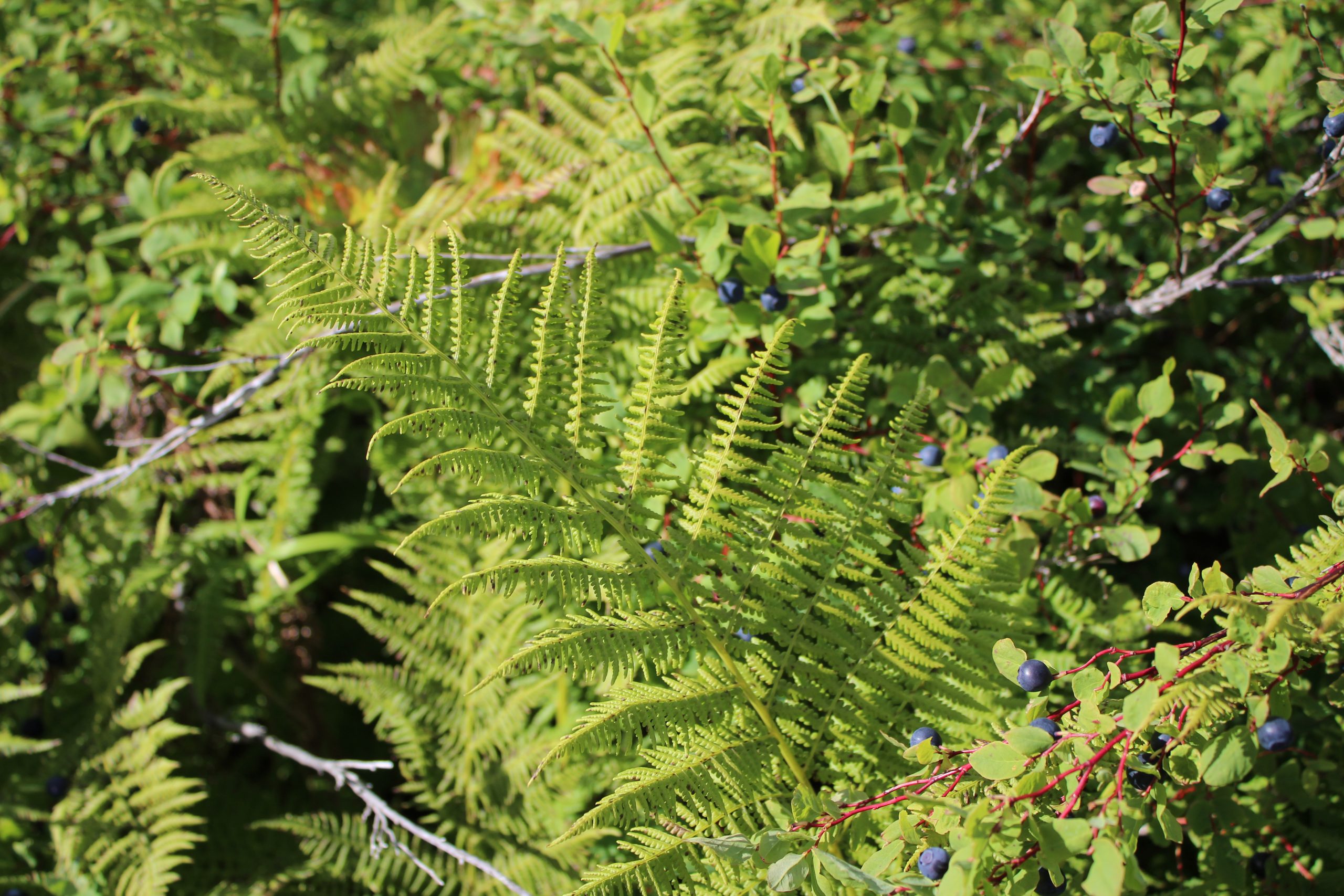 Fern and Blueberries